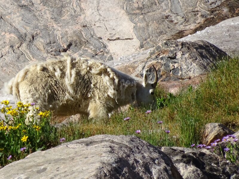 The image shows a mountain goat grazing in a rocky, mountainous environment. The goat has thick, white fur and curved horns. It is surrounded by green grass, yellow flowers, and purple wildflowers. The background features layered rock formations, indicating a high-altitude habitat. The goat appears to be peacefully feeding in its natural environment.